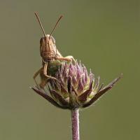 Lesser Marsh Grasshopper 1 